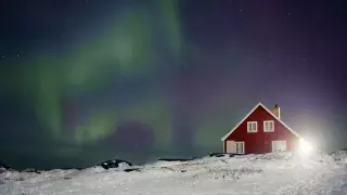 Подо льдами Гренландии нашли следы древнего леса