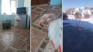 Замерзшего розового фламинго спасли в Мангистау