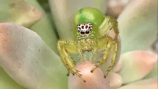 "Что за чудесное создание!" Зеленый паук из Австралии привел пользователей Сети в восторг