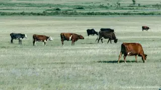 Запрет продажи земли кандасам объяснил вице-министр
