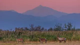 "Саванна в Казахстане" - необычный пейзаж заснял натуралист