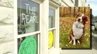 Собака угнала машину хозяина и врезалась в музей в США