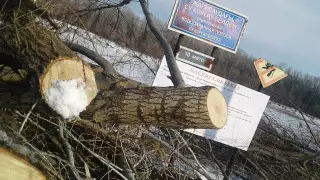 Акимат Уральска обосновал вырубку деревьев на берегу реки Урал