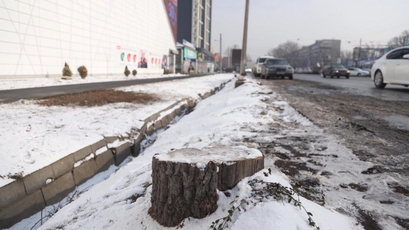 Вырубка деревьев у Sulpak в Алматы: подсудимая частично признала вину