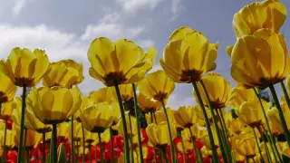 Токаев рассказал об обновленном праздновании Наурыза