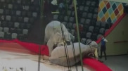Драка слонов в цирке России попала на видео