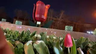 Тюльпаны  распустились вдоль улиц Шымкента