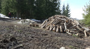Уничтожением елей в Алматинской области возмутились казахстанцы