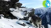 Впервые в ВКО удалось снять на видео снежного барса