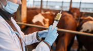 Первую вакцину от COVID-19 для животных зарегистрировали в России