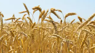 Литва скоро обгонит Казахстан как производитель пшеницы - депутат