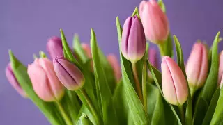 Новый вид тюльпана зацвел в Туркестане