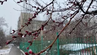 Алматинцы делятся фото и видео первоапрельского снегопада