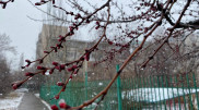 Алматинцы делятся фото и видео первоапрельского снегопада