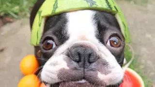 "Скулит и просит добавки". Видео с садящейся на диету собакой растрогало Сеть