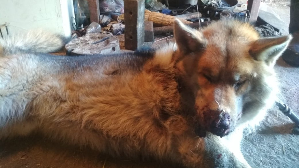 Волк забрел в село в Павлодарской области