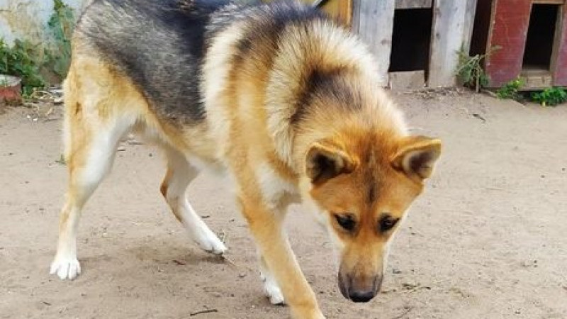 Застреленный егерем "волк" в Павлодарской области оказался собакой