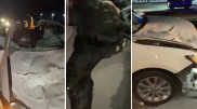 3 человека погибли в ДТП из-за выбежавшей лошади в Туркестанской области