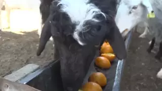 "Апельсиновое" молоко пытается создать фермер в Актау