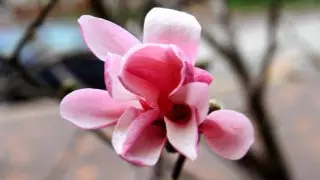 Магнолии зацвели в Алматы