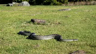 "Найди змею". Зоологи озадачили любителей природы новой загадкой