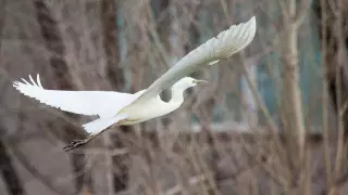 Большие белые цапли прилетели в Нур-Султан