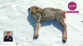 Косули массово гибнут на севере Казахстана