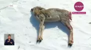 Косули массово гибнут на севере Казахстана