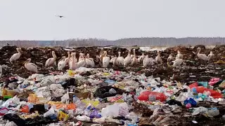 Краснокнижные пеликаны облюбовали свалку в СКО