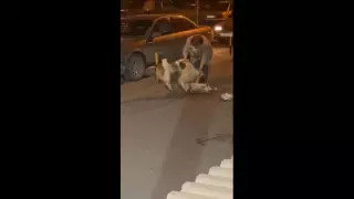 Нападение алабая на женщину в столице: полиция ищет хозяев собаки