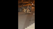 Нападение алабая на женщину в столице: полиция ищет хозяев собаки