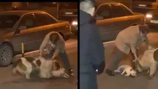 Напавшего на астанчанку алабая нашли. Его проверяют на бешенство