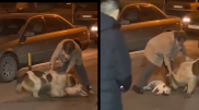 Напавшего на астанчанку алабая нашли. Его проверяют на бешенство