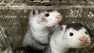 Коронавирус снова выявили у норок в Европе