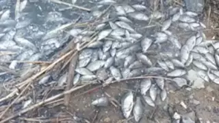 Рыба массово гибнет в водоеме под Карагандой