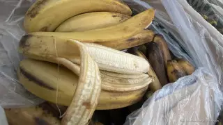 Ученые: бананы могут исчезнуть из-за почвенного гриба