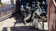 Самых верных пингвинов спасли и вернули в Атлантический океан