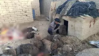 В Узбекистане обнаружили подпольную бойню, где забивали ослов для продажи мяса