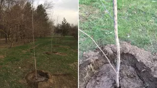 "Посадили мертвые деревья": в акимате Алматы ответили на критику о парке "Южный"