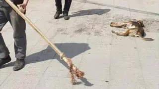 Хозяин до полусмерти избил собаку в Алматы