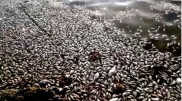 Причину мора рыбы в Павлодаре объяснили экологи