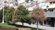 Грибок из Европы убивает хвойные деревья в Алматы - экологи