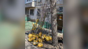 О "полумертвых саженцах" от акимата заявили экологи в Алматы