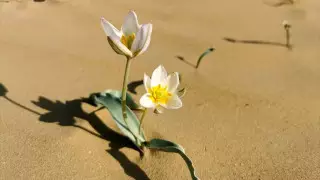 Редкие тюльпаны зацвели среди песков Мангистау