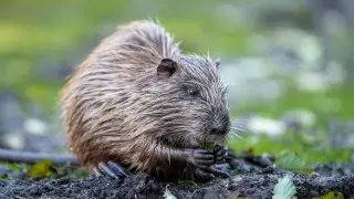 Ондатру массово истребляли в Алматинской области