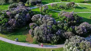 Сиреневый сад появится в Нур-Султане