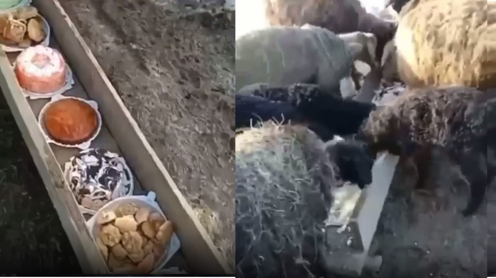Видео с поедающими торты овцами рассмешило Казнет