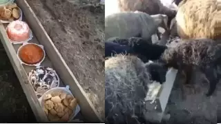Видео с поедающими торты овцами рассмешило Казнет