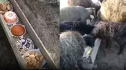 Видео с поедающими торты овцами рассмешило Казнет