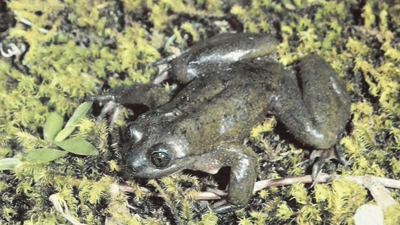Лягушка Telmatobius yuracare. Фото: commons.wikimedia.org